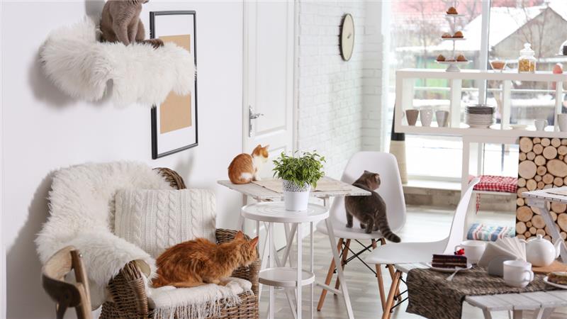 Interior Design Tips for the Best Pet-Friendly Interior Design